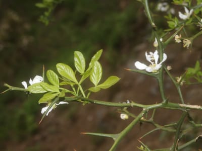 Citrus trifoliata