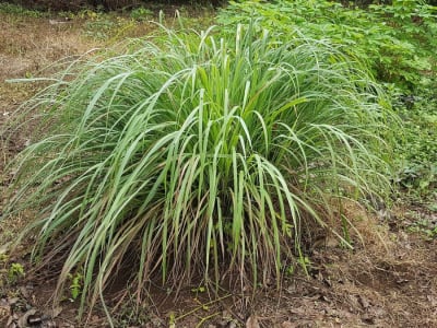Lemon Grass