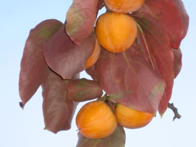 Persimmon