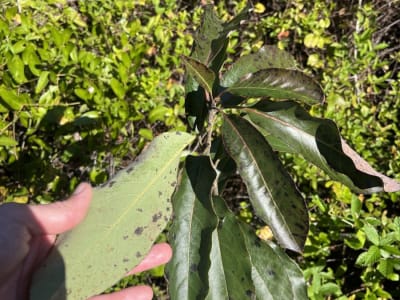 Common Persimmon