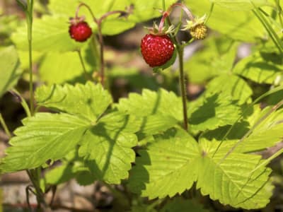 Wild Strawberry