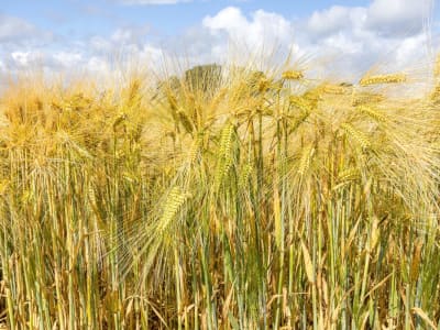 Common Barley