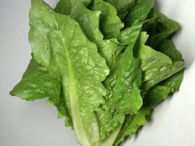 Lettuce