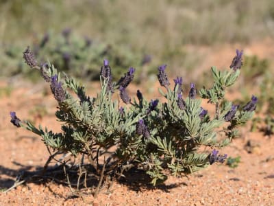 French Lavender