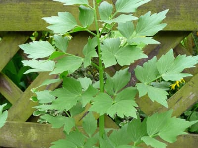 Garden Lovage