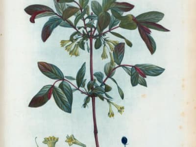 Sweetberry Honeysuckle