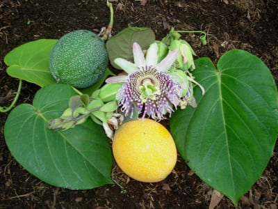 Sweet Granadilla