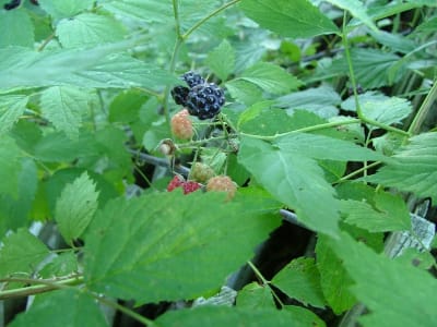 Black Raspberry