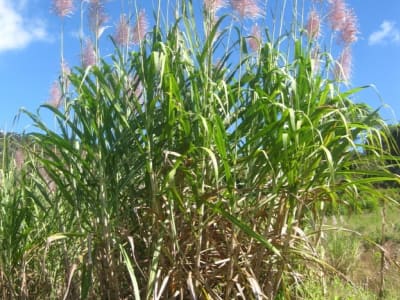 Sugarcane