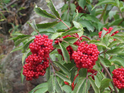 Red-berried Elder