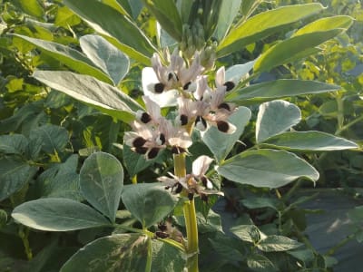 Broad Bean
