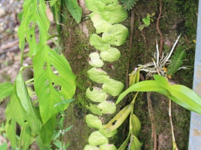 Monstera dubia