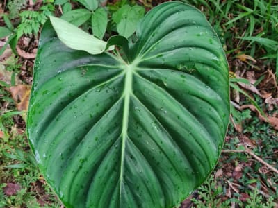 Philodendron pastazanum