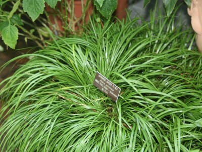 Grassleaf Sweet Flag