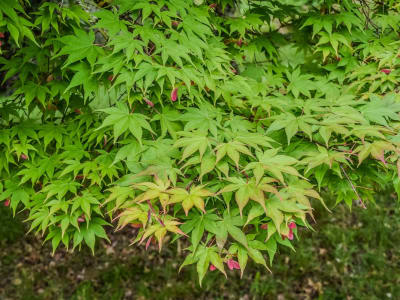 Japanese Maple
