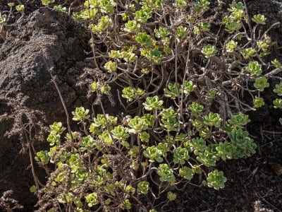 Aeonium castello-paivae
