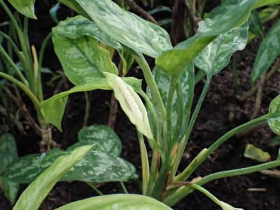 Chinese Evergreen