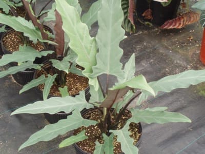 Alocasia lauterbachiana