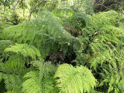 Asplenium bulbiferum