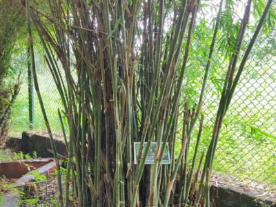 Hedge Bamboo