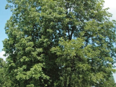 Pecan