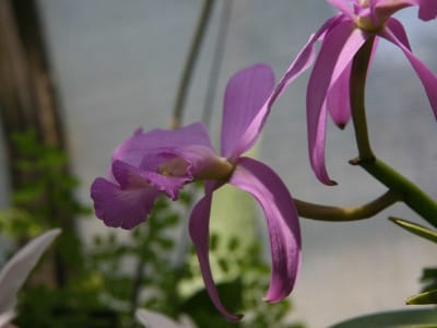 (walker's Cattleya