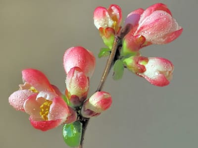 Flowering Quince