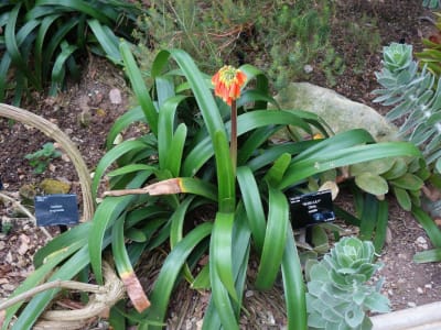 Clivia nobilis