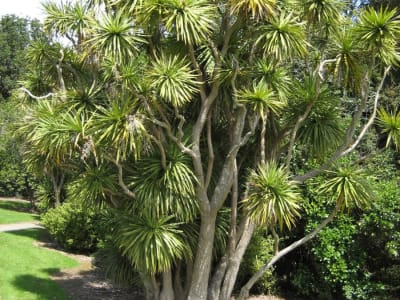 Cabbage Tree