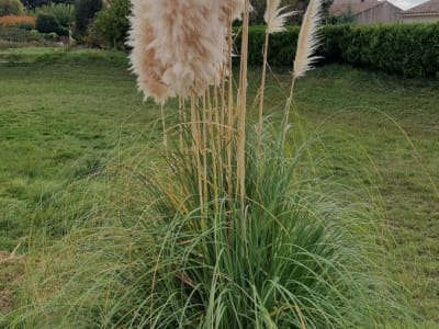 Uruguayan Pampas Grass
