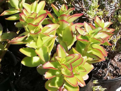 Jade Plant
