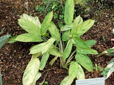 Ctenanthe lubbersiana