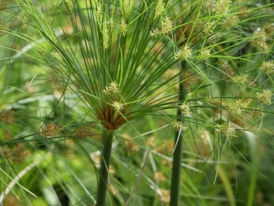 Papyrus Sedge