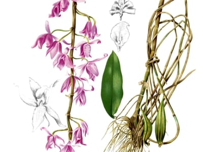 Unscented Dendrobium