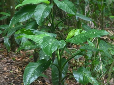 Dumb Cane