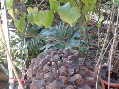 Elephant's Foot Yam