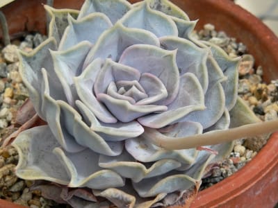 Echeveria lilacina