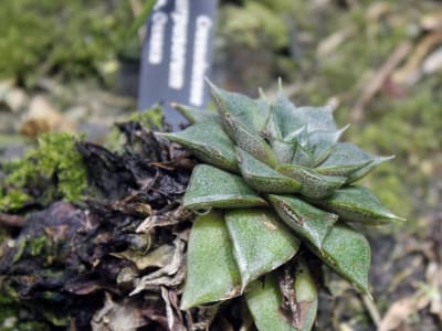 Echeveria purpusorum
