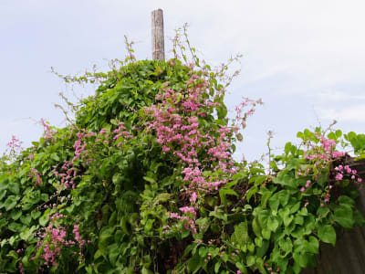 Coral Vine