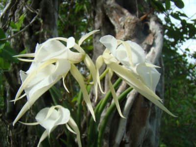 Lady Of The Night Orchid