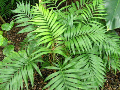 Parlor Palm