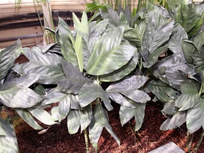 Chamaedorea metallica