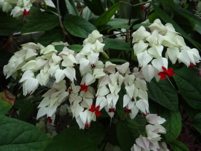 Clerodendrum thomsoniae