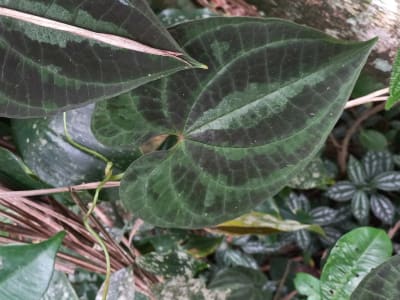 Dioscorea dodecaneura
