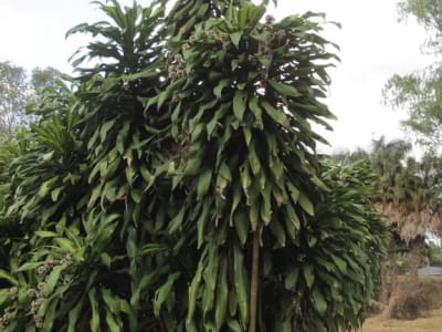 Corn Plant