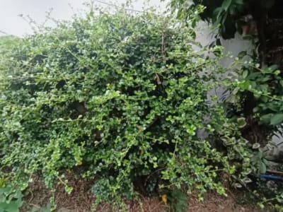 Scorpionbush