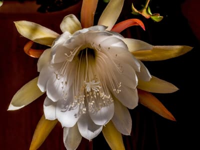 Dutchman's Pipe Cactus