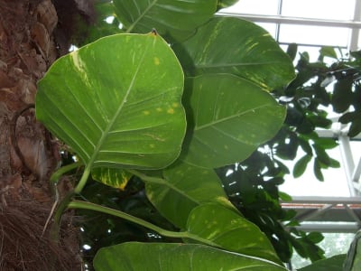 Golden Pothos