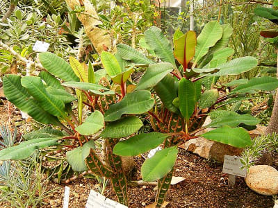 Madagascar Jewel