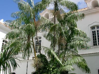 Assai Palm